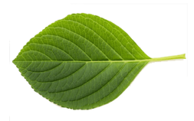 leaf5-min